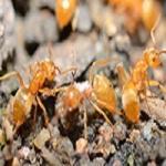 Citronella ants in Kansas City