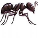 Field Ants in Kansas City