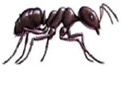 Field Ants In Kansas City