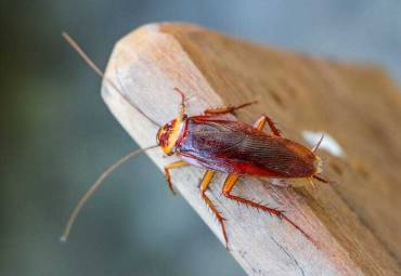 Cockroaches are becoming Impossible to kill