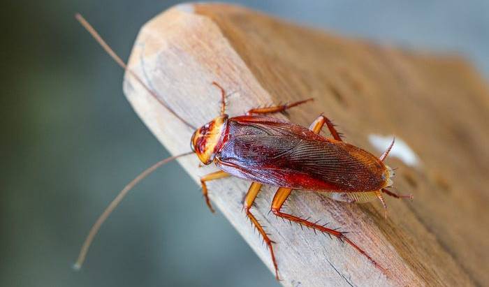 Cockroaches are becoming Impossible to kill