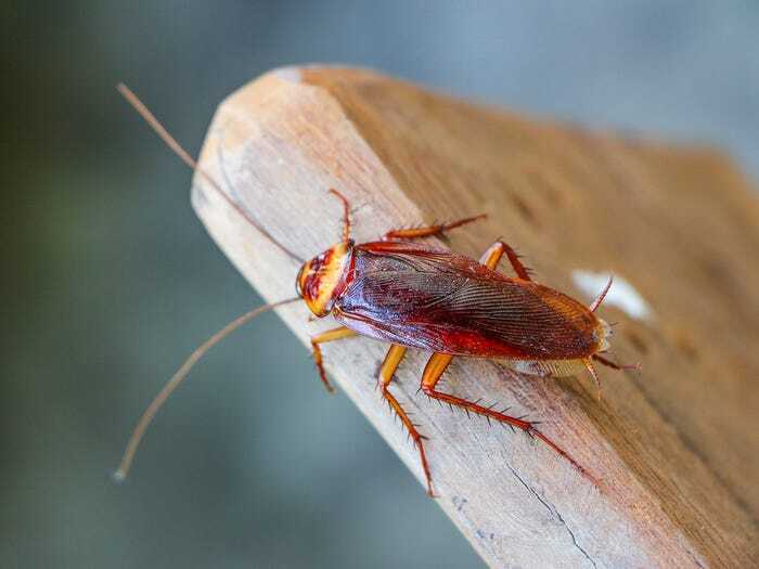 Natural Cockroach exterminator