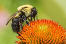 Bees In Kansas City