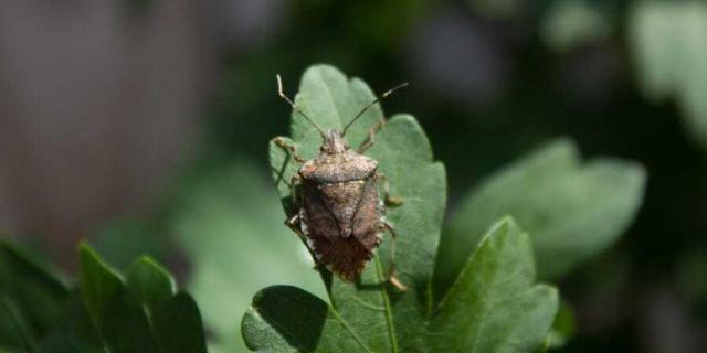 How to get rid of stink bugs in kansas city