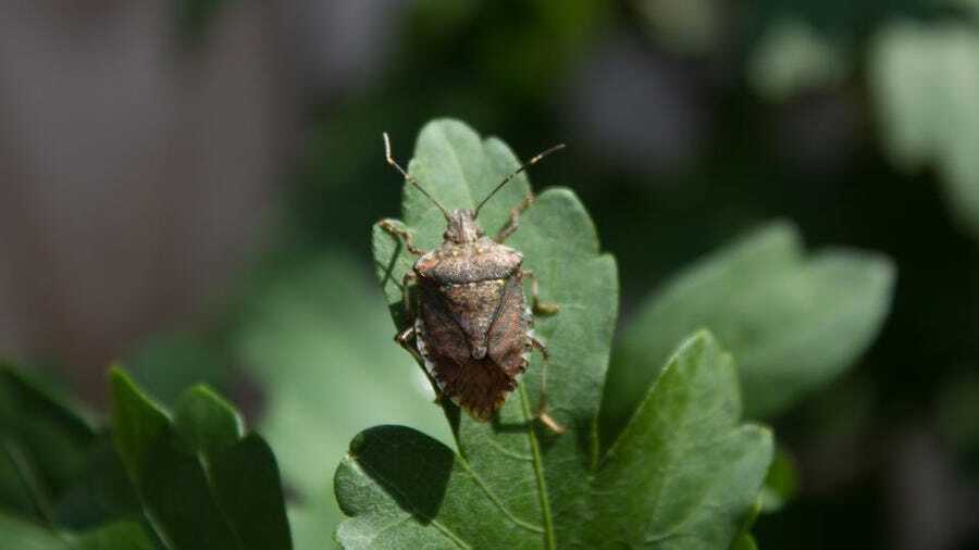 Stink Bug In Your Home
