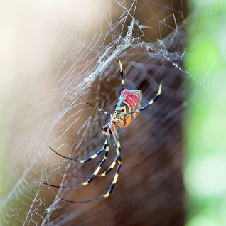 Invasive Spiders Spread Across US