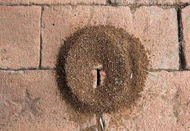 Keeping Pavement Ants Off Your Kansas City Driveway