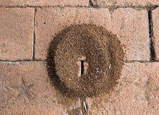 Pavement Ants Kansas City