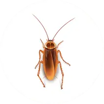 Cockroaches
