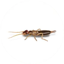Earwigs