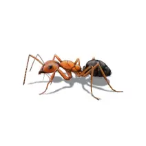 field ant identification