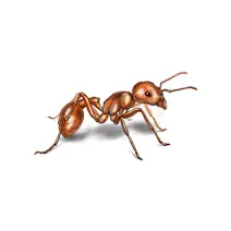 Harvester ant identification