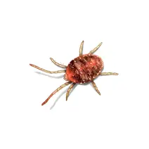 Mites