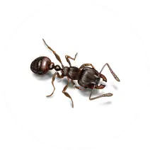 Pavement Ant identifiction