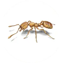 Pharoah Ant
