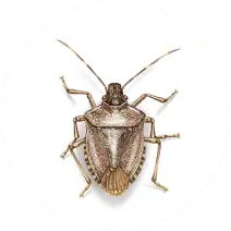 Stink Bugs