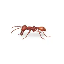 army ant identification