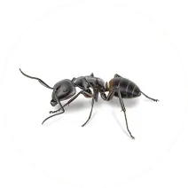 carpenter ant identification