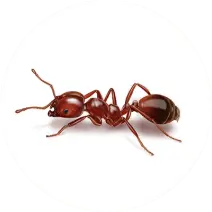 fire ant identification
