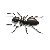 moisture ant identification