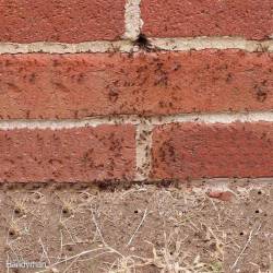 Ants in Mortar siding