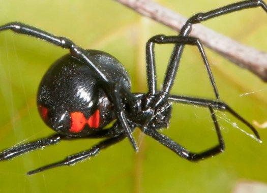 Black Widow Spiders in Kansas City