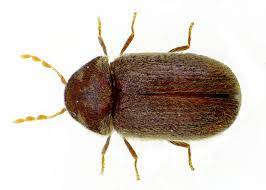 Drugstore Beetle Facts and Information