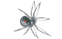 Black Widow Spiders in Kansas City
