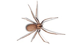 Brown Recluse Spiders in Kansas City
