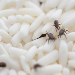 Grain Weevils In Kanas City Homes