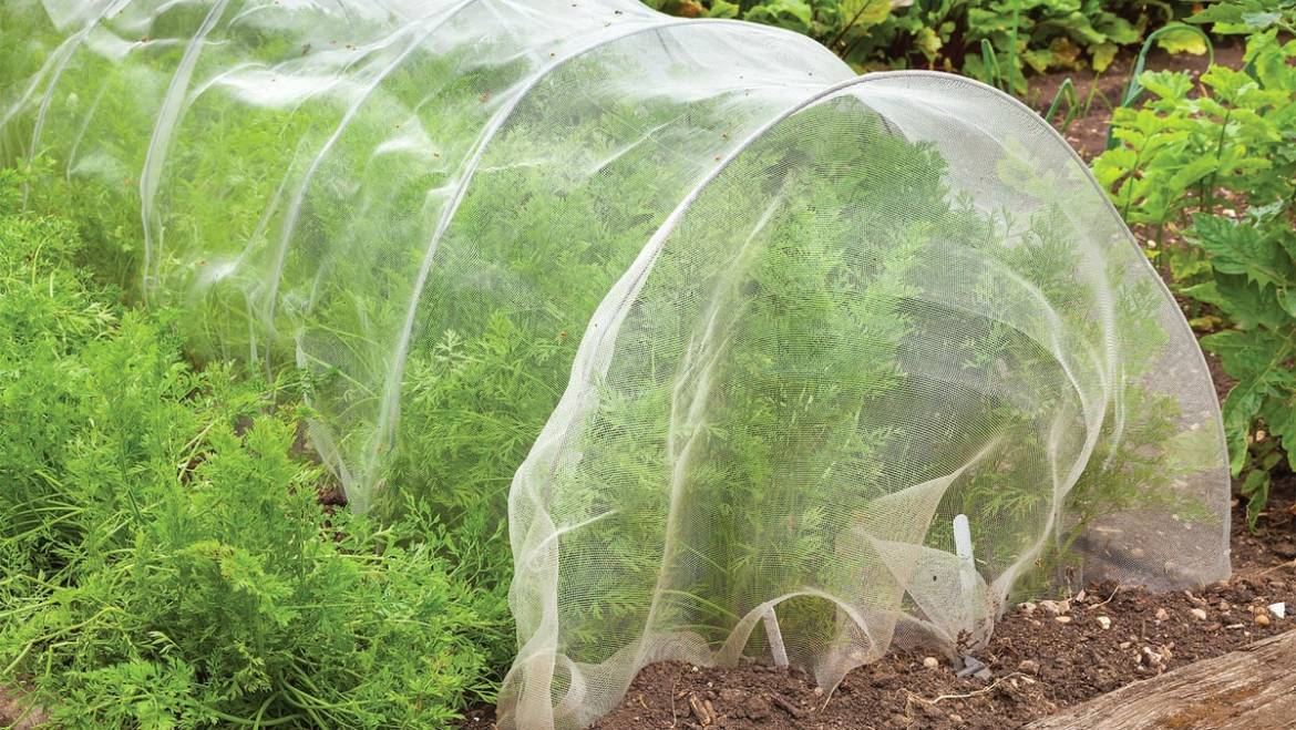 How to Control Pests in an Organic Garden