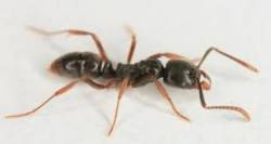 asian needle ant in Kansas city