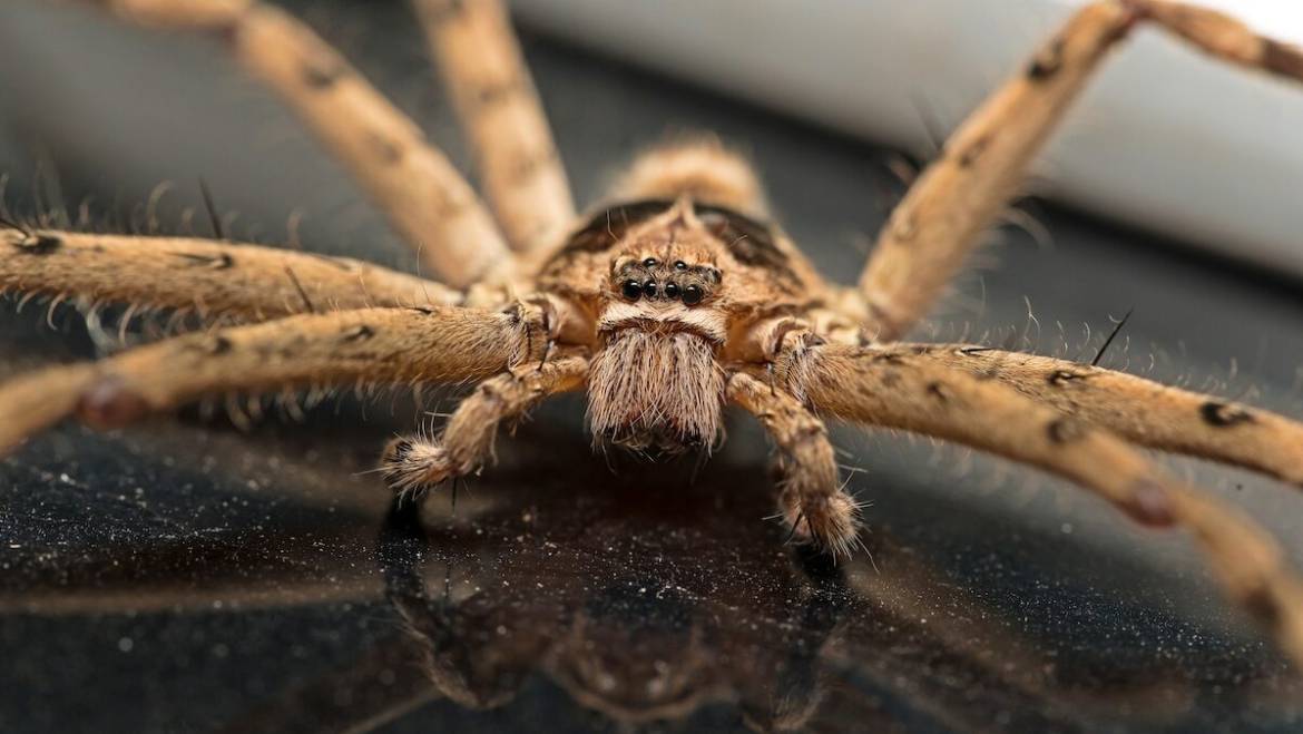 Domestic House Spider