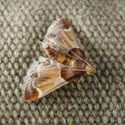 Grain Weevils Indian Meal Moths City Homes