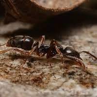 Deadly Ants In The United States