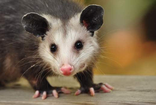 What to Do if a Possum Gets into your house