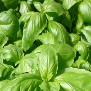 Basil Insect Repellent