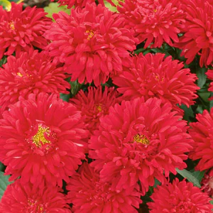 Chrysanthemum insect repellent