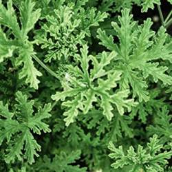 Citronella Insect Repellent