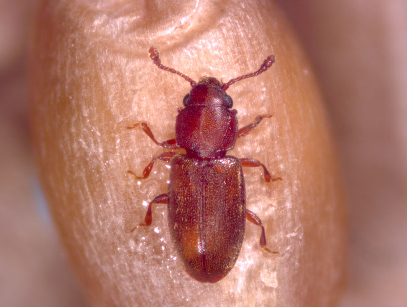 Foreign Grain Beetle Facts and Information
