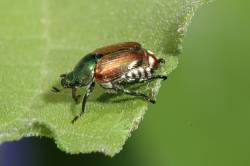 How to get rid of Japanese Beetles
