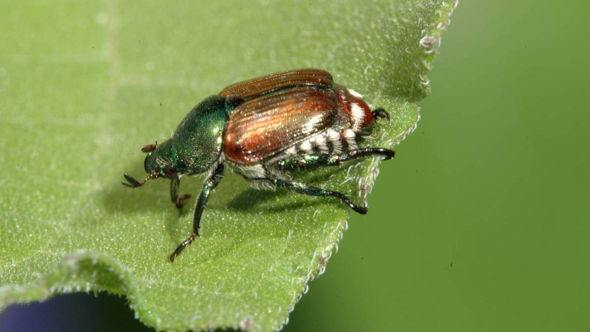 Japanese Beetle Facts and Information