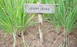 Lemongrass