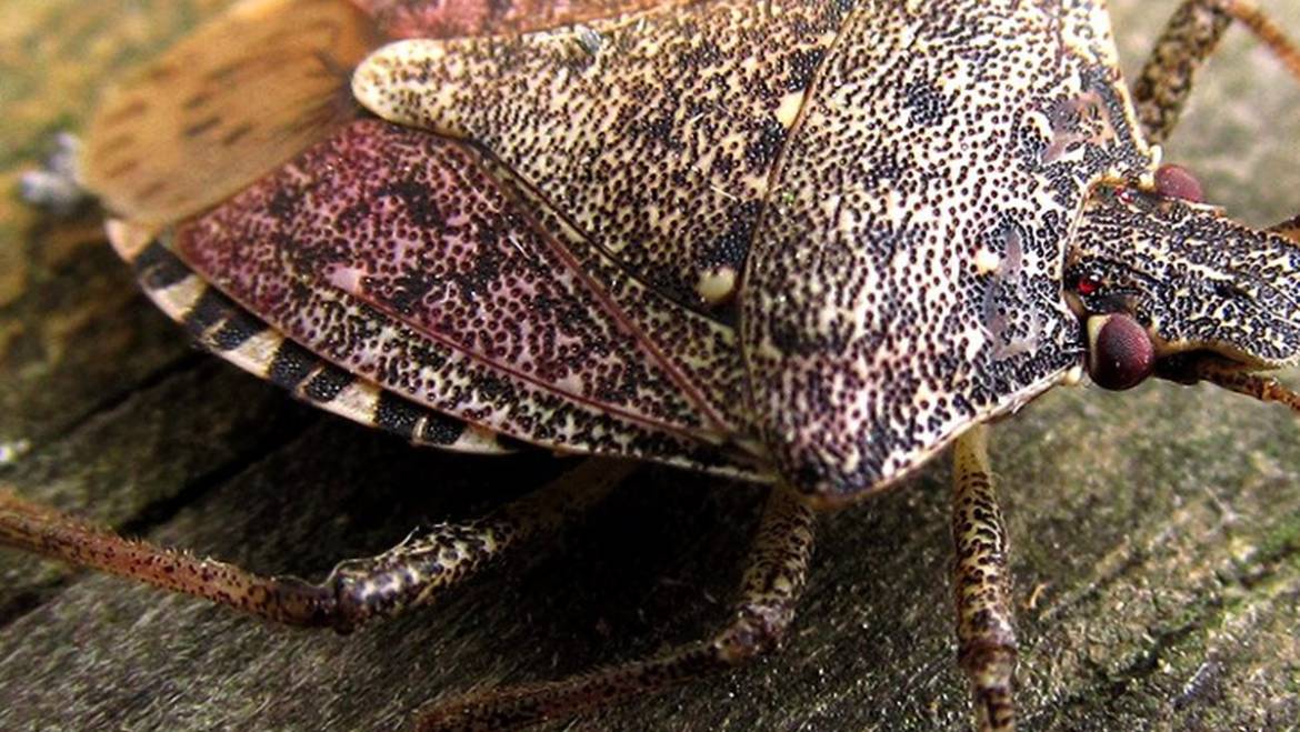 <span class="dojodigital_toggle_title">What to do about Stink Bugs</span>