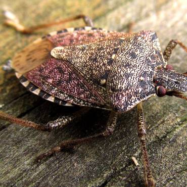 What to do about Stink Bugs