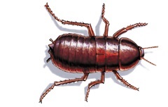 florida-woods-cockroach