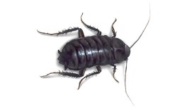 oriental cockroach at your home