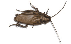 smoky brown cockroaches in your home