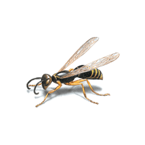 Wasp Stings