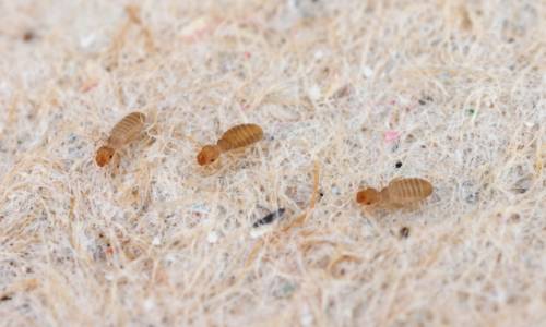 How to get rid of booklice